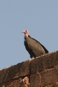 Burkina Faso Birds