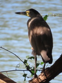 Costa Rica bird page