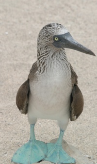 Ecuador bird page