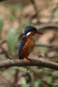 Ghana bird page