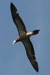 Lesser Antilles bird page