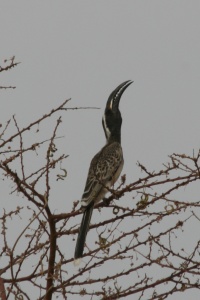 Mali bird page