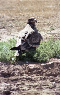 Mongolia bird page