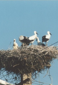 România bird page
