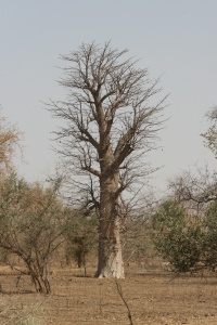 Sénégal Nature
