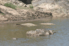 East African Crocodile (Crocodylus niloticus africanus)